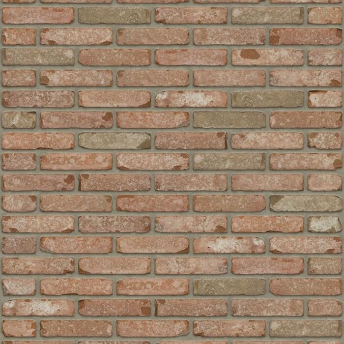 Rijswaard  kentucky wf