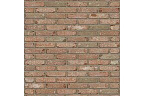 Rijswaard  kentucky wf