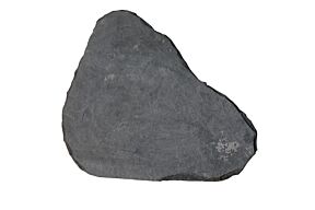 Staptegel Black Beauty